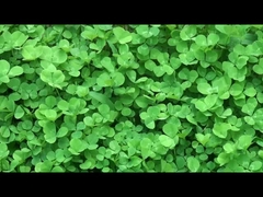 Qualität Smart Wearable Geräte aus China.